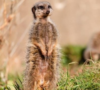 Paignton Zoo