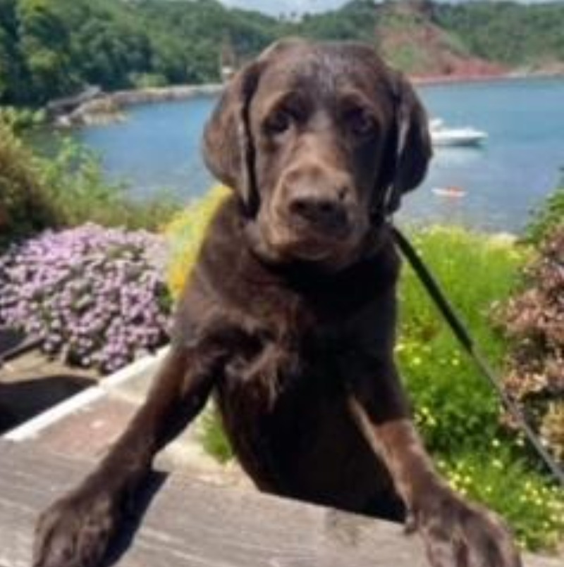 Babbacombe Palms Guest House dog friendly